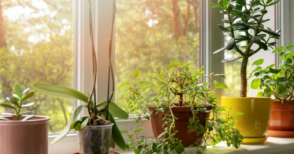 הצמחים שומרים על איכות האוויר