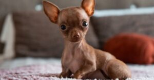 5 גזעי כלבים קטנים שיוסיפו לכם המון שמחה והנאה לחיים